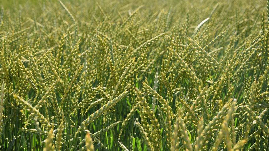 En épeautre, la dose totale et le schéma de fractionnement doivent être adaptés à chaque région.