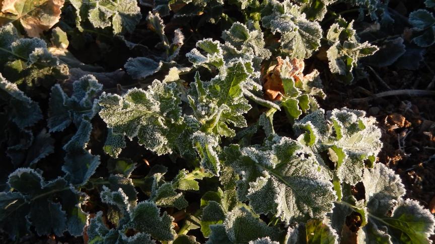 En ce début mars, certaines plantes de colza présentent déjà des boutons floraux, givrés dans ce cas mais sans dégât apparent.