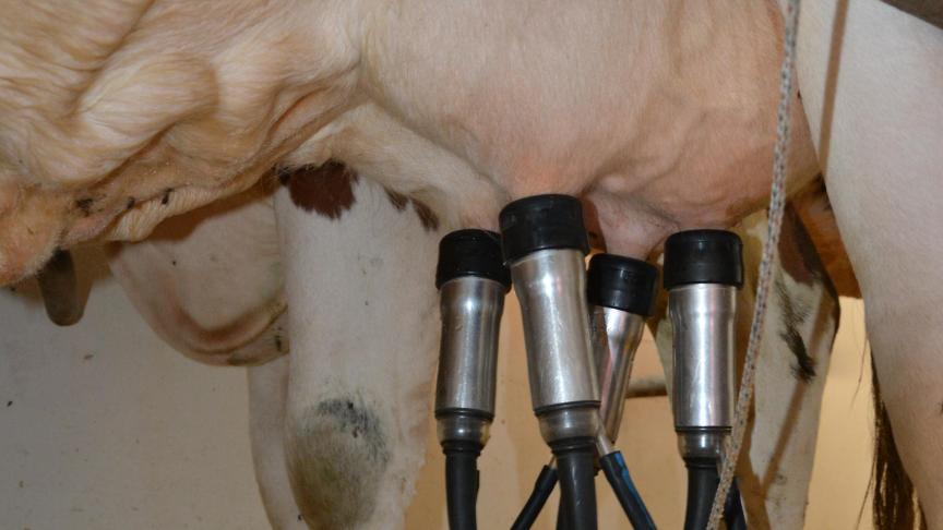 La santé mammaire des laitières requiert une grande attention mais ne doit pas rimer avec utilisation systématique d’antibiotiques.