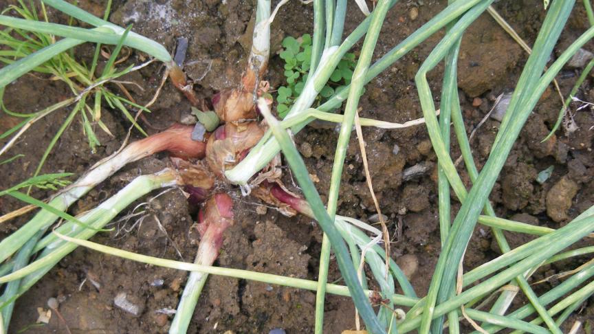 Les gros plants semenciers produisent plus de bulbes de production qui resteront moins gros.