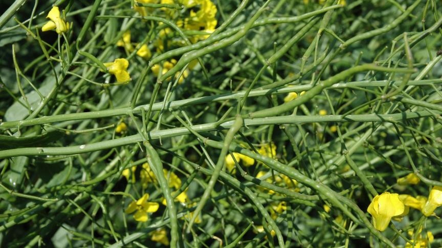 Unique au monde, l’outil destiné à la production de protéines extraites de colza non OGM pour l’alimentation humaine sera mis en service à Dieppe au début 2022.