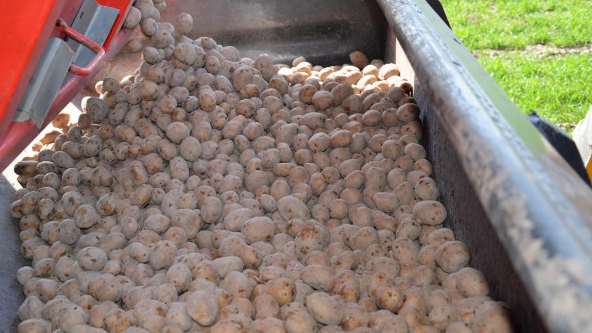 Une bonne préparation des plants est un atout intéressant pour moduler  les dates de plantation en fonction du climat et de l’état du sol.