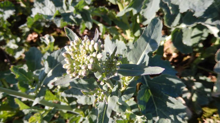 Les plus petits boutons floraux  sont les plus vulnérables. Les insectes  sont parfois bien cachés