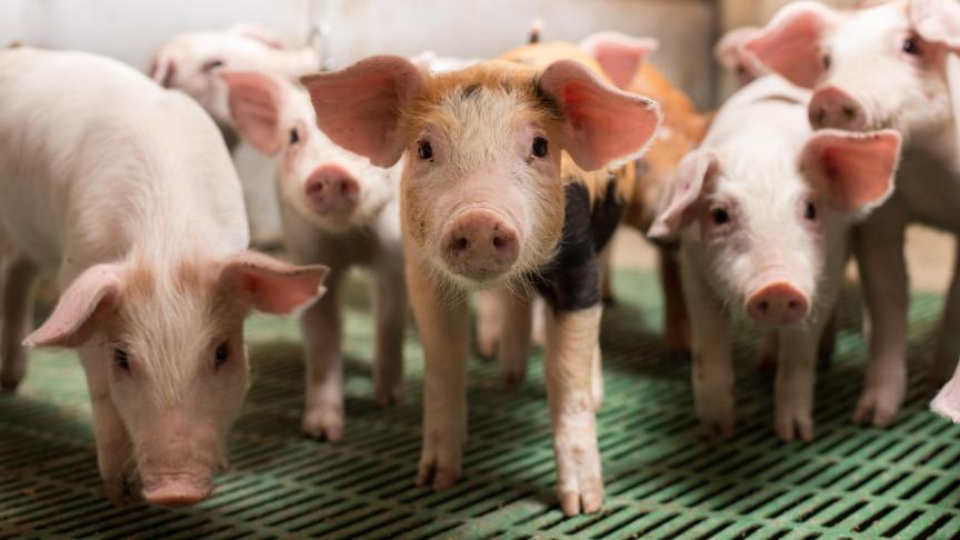 Il s'agit d'aides pour «les éleveurs porcins avec truies reproductrices».