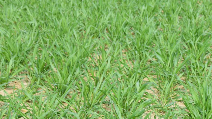 Le traitement régulateur peut également être appliqué à partir du stade redressement (BBCH30) et jusqu’au stade 2 nœuds (BBCH 32).