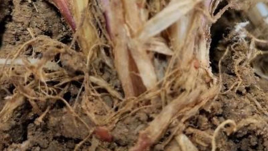 Présence de Typhula incarnata sur escourgeon début avril 2019.