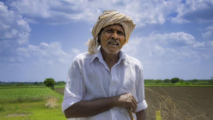 Une récolte record est attendue pour cette année en Inde, selon le dernier rapport de la Fao.