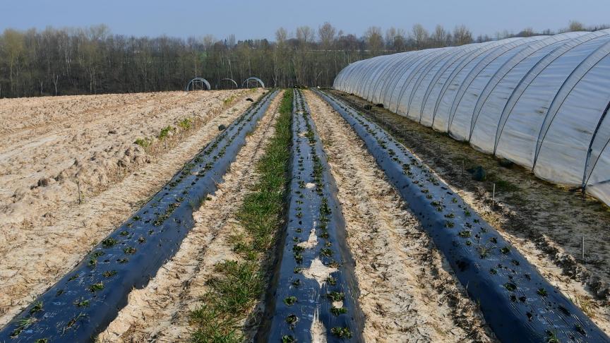 A ce jour, seuls 8,5% des terres agricoles sont voués à l’agriculture bio.
