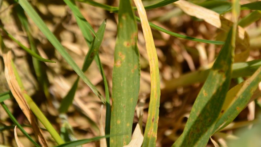 Face au cocktail de maladies ciblant l’escourgeon, la protection fongicide doit faire appel  aux produits les plus adéquats. A ce titre, les essais conduits par le Carah  constituent une première base de réflexion.