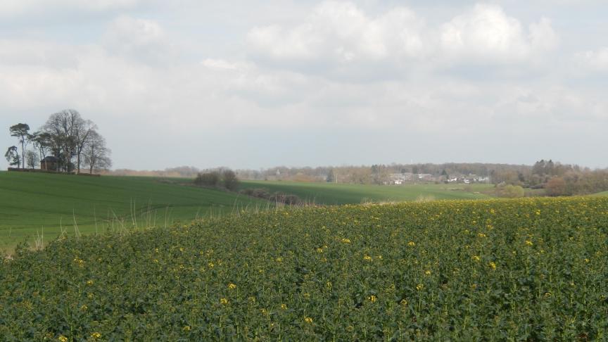 Le colza fleurit «au ralenti» avec ces températures toujours bien fraîches pour la saison.