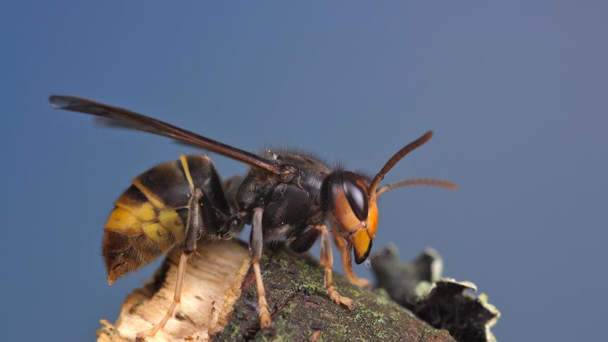 Le frelon asiatique est un insecte invasif de la famille des guêpes, originaire d'Extrême-Orient. Introduit accidentellement en France en 2004, ce redoutable prédateur d’abeilles gagne du terrain à travers l’Europe. En Wallonie, les premiers cas d'attaque de ruches ont été signalés dès 2017.