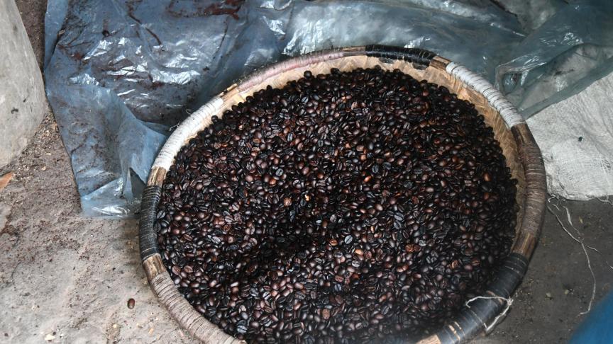 La filière du café n’échappe pas aux effets pervers du changement climatique. Des espèces menacées et écartées par manque d’atouts «commerciaux» pourraient bien se réveler aujourd’hui très utiles. Une preuve de plus de l’importance vitale de préserver la biodiversité!