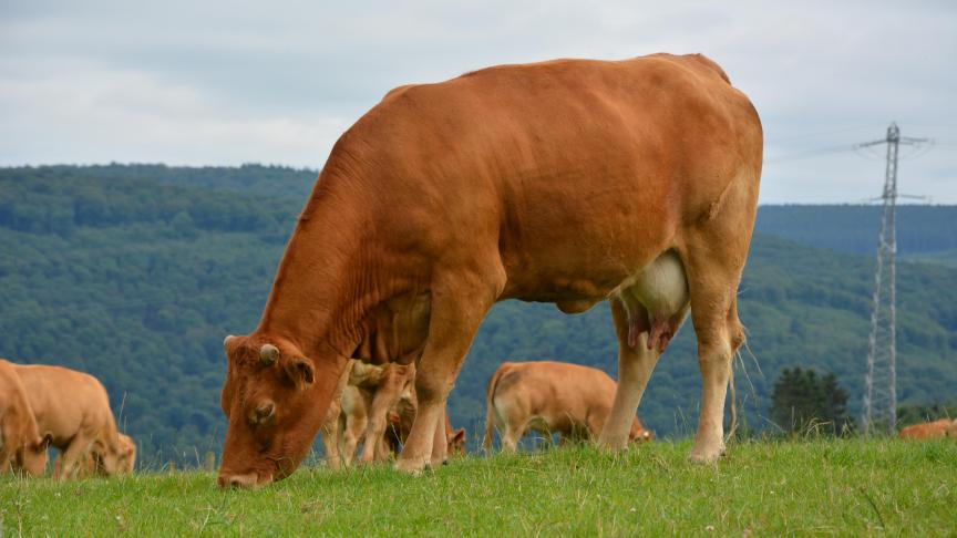 Le Gouvernement wallon en est bien conscient : l’accord UE-Mercosur  ne sera pas bénéfique pour la filière agricole bovine wallonne !
