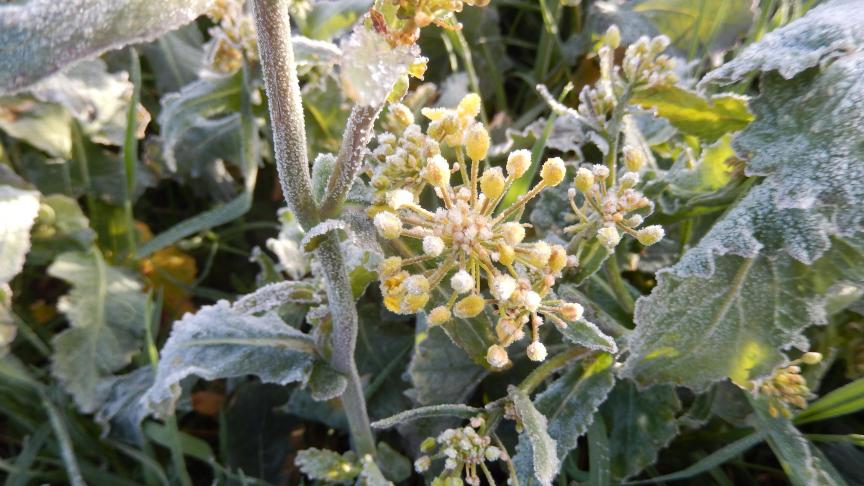 Le gel matinal encore bien présent et les faibles températures en journée ralentissent le développement  de la culture du colza d’hiver qui fleurit avec des intensités variables selon les variétés et les champs.