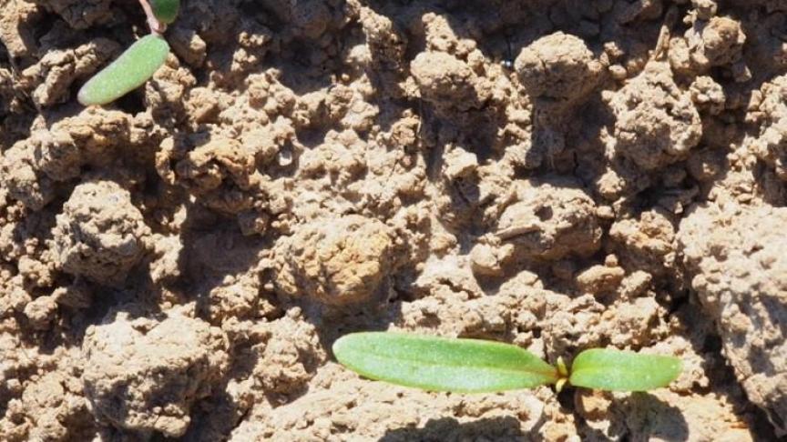 Il est recommandé de surveiller la germination des adventices et de respecter un délai de 6 à 8 jours entre deux FAR.