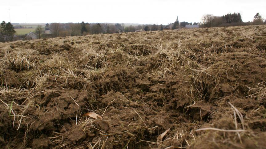 Le retournement d’une prairie permanente entraîne une minéralisation conséquente  de matière organique. La succession culturale doit donc être réfléchie  pour limiter les risques de lessivage de nitrate.
