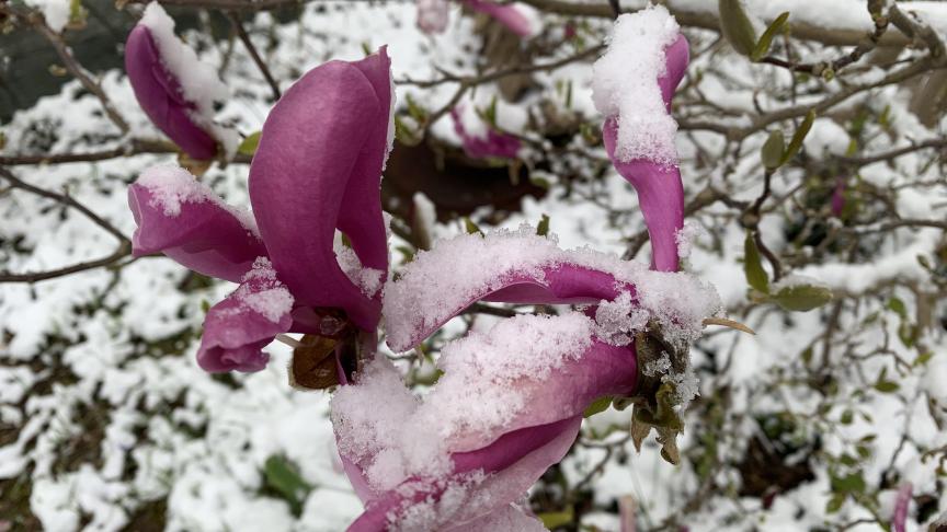 Les températures du mois d'avril illustrent bien le fait que des épisodes de météo plus froide peuvent se produire dans un climat – plusieurs années – dont la tendance est au réchauffement, tant en Belgique que dans le monde entier.