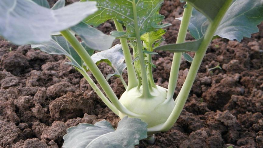 kohlrabi-176849_1920