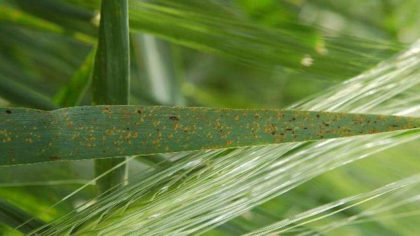 rouille naine de l'orge (3)