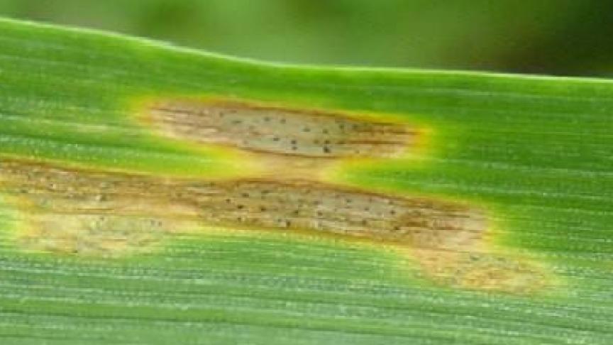 septo et helmintho (2)