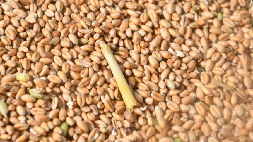 Avec des cotations supérieures à l’an dernier, les prix des céréales à paille  ont connu une érosion ces dernières semaines.