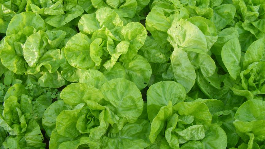 Un beau parc de laitues pour une dizaines de jours de savoureuses salades fraîches.