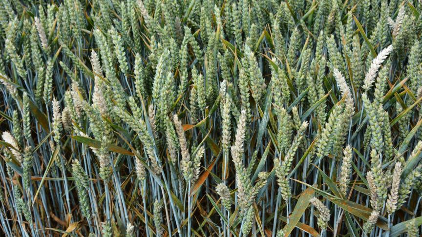 Que l’on opte pour un traitement unique ou pour un programme à deux, trois voire quatre traitements, le but est toujours le même : sécuriser le rendement et viser l’optimum économique, sans compromettre l’efficacité future des matières actives.