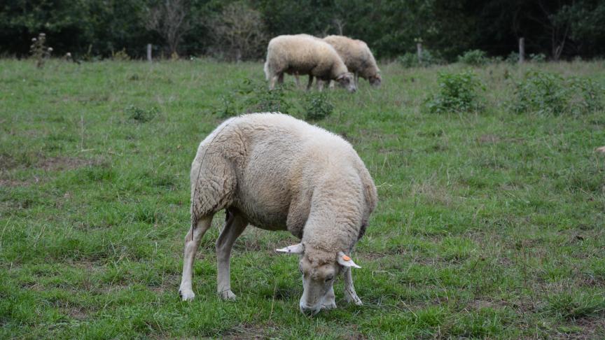 Les mesures prises par l’Afsca visent à maintenir un bon équilibre entre la protection  de notre bétail et le maintien des flux commerciaux d’animaux vivants.