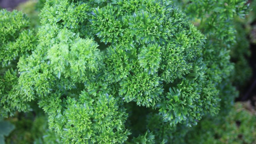 L'aspect du feuillage et  sa couleur sont très importants pour la présentation des bouquets.
