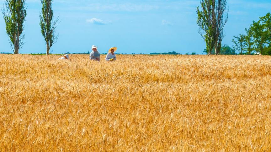 La production mondiale de blé pour la nouvelle campagne pourrait atteindre 778,8 millions de tonnes, soit 0,5% de plus que le niveau estimé pour 2020, en raison d'une hausse de 6% de la production dans l'UE.