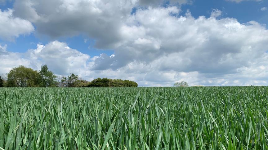 Les conditions humides et pluvieuses sont favorables aux infections de rouille jaune et de septoriose. Il est donc possible qu’un traitement fongicide pour freiner la propagation de ces maladies pendant la montaison soit recommandé cette année.