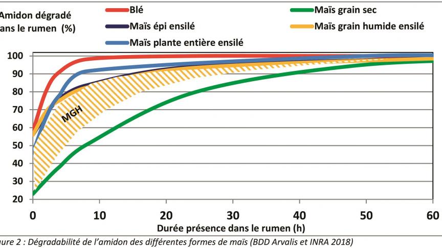 Figure 2. Dégradabilité de l’amidon des différentes formes de maïs ( BDD Arvalis et Inra 2018 ).
