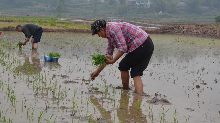 La production mondiale de riz sera haussière lors des 5 prochaines années