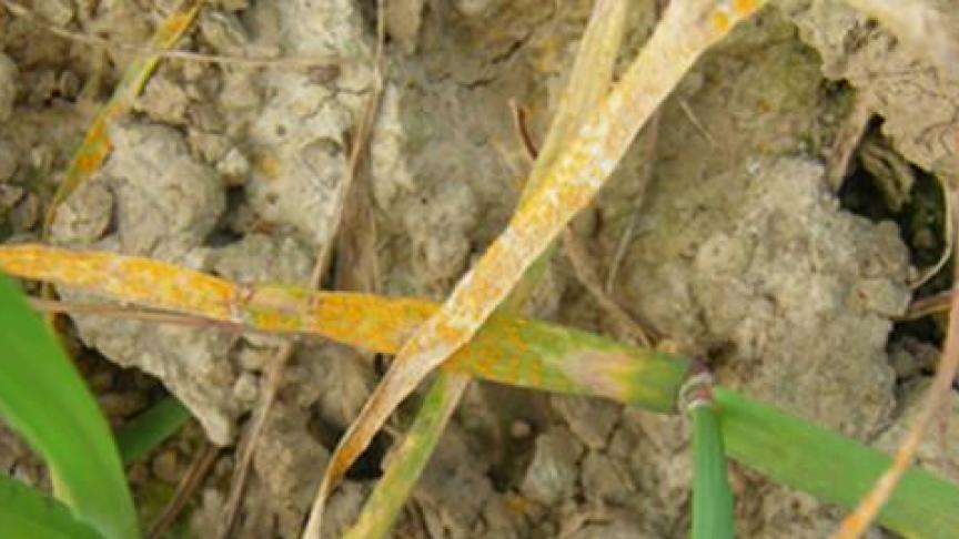 Des foyers de rouille jaune actifs sont détectés sur variétés sensibles.