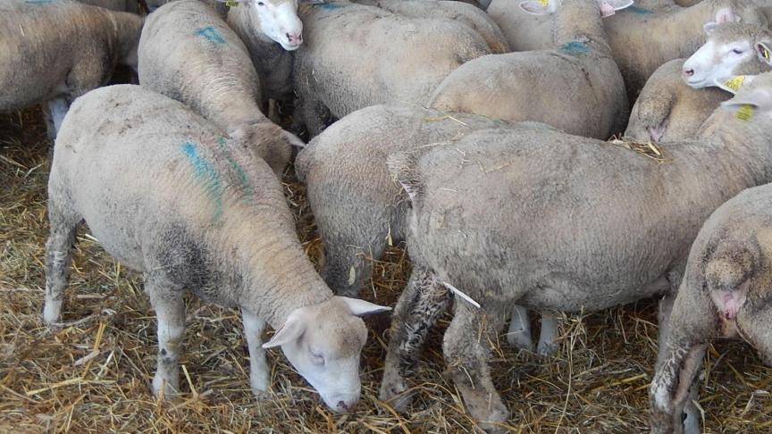 En France, l'élevage ovin reste important, tant pour la production que pour l'entretien des paysages