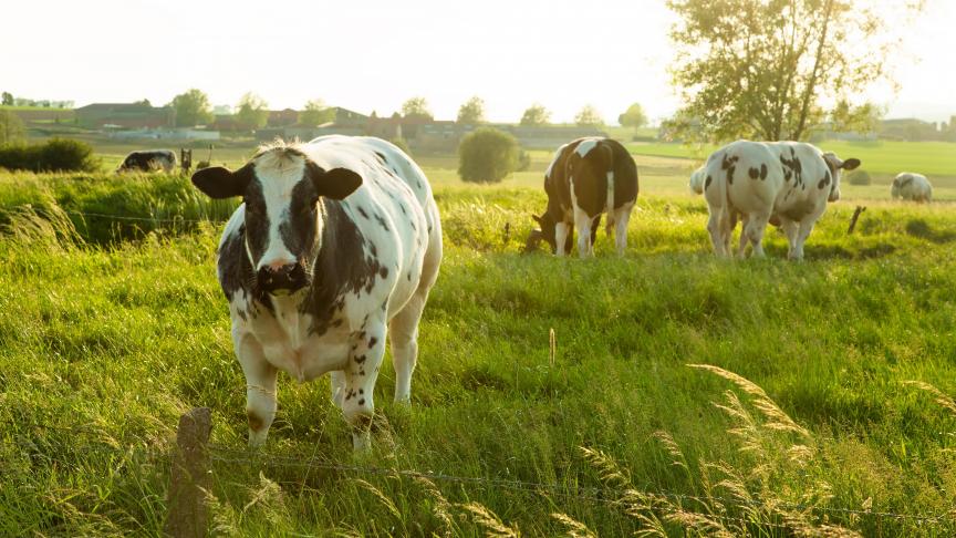 Pour les animaux à robe bleue et/ou blanche (principalement des blanc-bleus), une diminution importante d’environ 40 % sur une échelle de 10 ans a été épinglée en Wallonie.