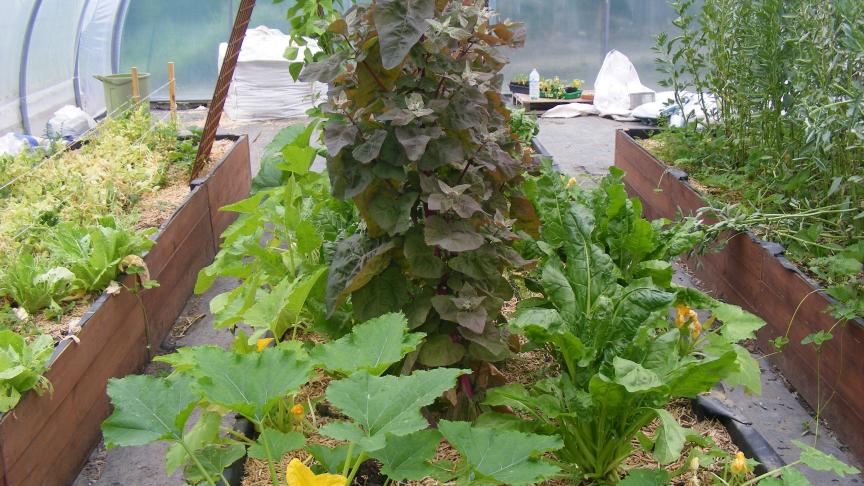 Combiner développement en hauteur et largeur et occupation de la profondeur du profil du sol : les bases de bonnes associations.