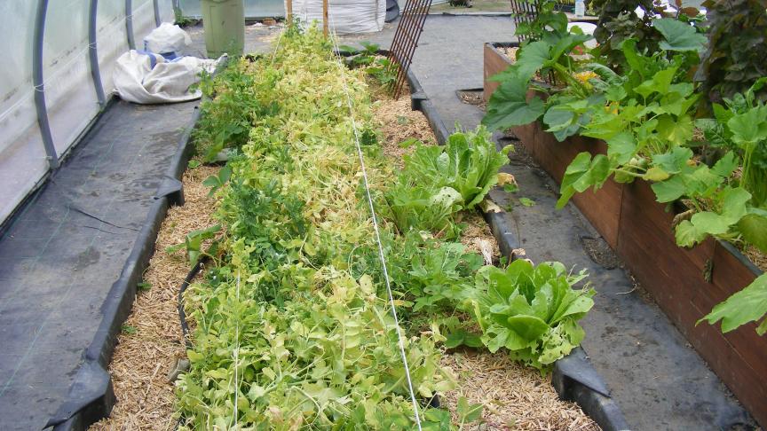 La palissage de la végétation permet de limiter l'étalement au sol de la végétation et l'installation aisée de plantes voisines.