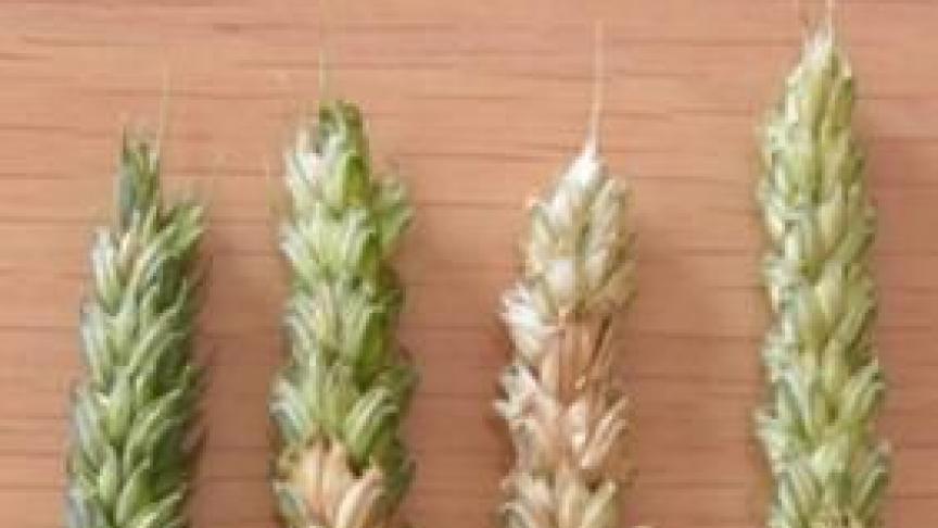 Le contrôle de la fusarioseau moyen de fongicides est plus efficace lorsqu’il est réalisé avant les pluies contaminatrices, du stade épi dégagé jusqu’à la floraison. les deux épis de droite illustrent Fusarium spp., ceux de gauche, Microdochium spp.