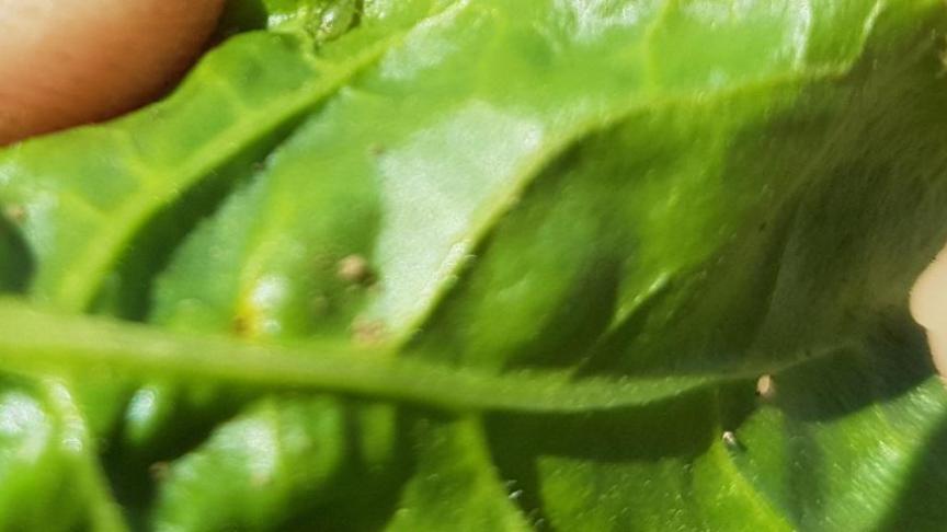 Un traitement n’est recommandé que lorsque le seuil de 2 pucerons verts aptères par 10 plantes est atteint.