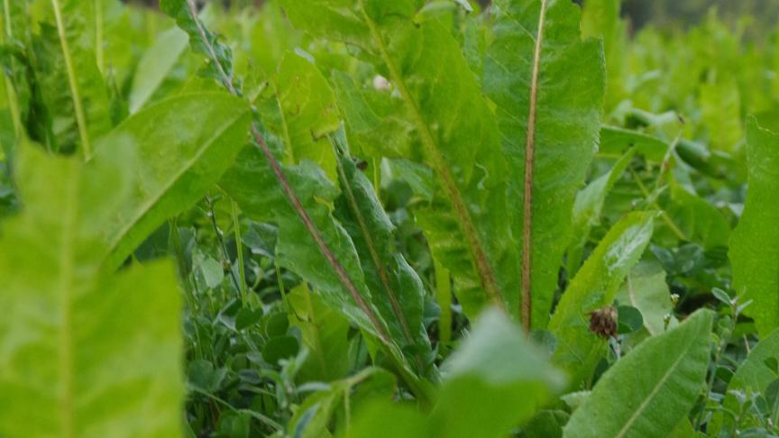 Plan de chicorée dont les feuilles sont déchiquetées par les volailles. La plante est très appréciée, tant au niveau alimentaire que pour la protection/camouflage qu’elle procurait aux volailles, en raison de son port érigé et de la taille de ses feuilles.
