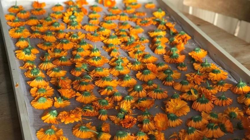 Certaines fleurs sont placées en séchoir pour la réalisation d’infusions.