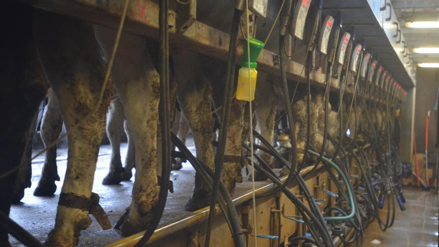 Face à une demande internationale toujours ferme, le rétablissement progressif de la production laitière européenne améliore l’équilibre offre/demande d’autant que la production laitière demeure dynamique aux États-Unis et en Nouvelle-Zélande