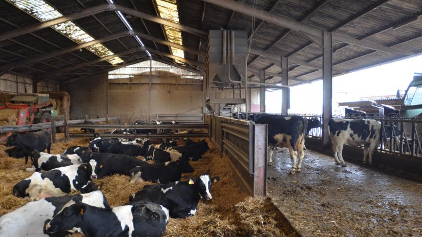 «Le peu de problèmes que j’ai chez les veaux, si je l’avais dans les vaches, je serais un homme heureux! Car on a applique un protocole efficace qui convient à notre exploitation», explique Arnaud Beckers.