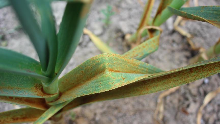 La rouille de l'ail peut progresser rapidement à la faveur de printemps chauds et secs, comme  lors des 4 dernières années.