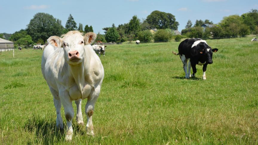 Un nouveau cahier des charges ne reprenant que les normes légales en matièrede bien-être animal a été rédigé. Il se nomme «Codiplan Bien-être animal».