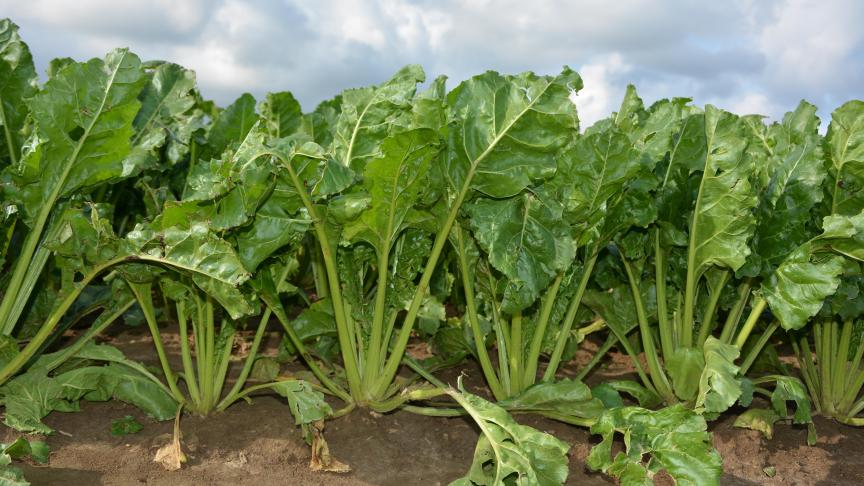 La fermeture des lignes a été atteinte dans la plupart des parcelles betteravières.