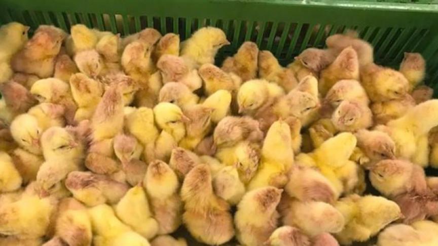 Poussins d’un jour vaccinés contre la coccidiose.