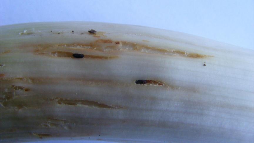 La mouche mineuse (Phytomyza gymnotoma) peut provoquer d’énormes dégâts. Les larves   provoquent des déformations au fut et la présence des pupes compromet la qualité marchande des poireaux. Le feuillage se déforme, les futs éclatent et ne sont plus commercialisables.  Deux générations par an provoquent leur pic de dégâts, au printemps et en automne.  Les dégâts sont devenus très importants depuis la vague de vol de cette mouche en 2008-2009.