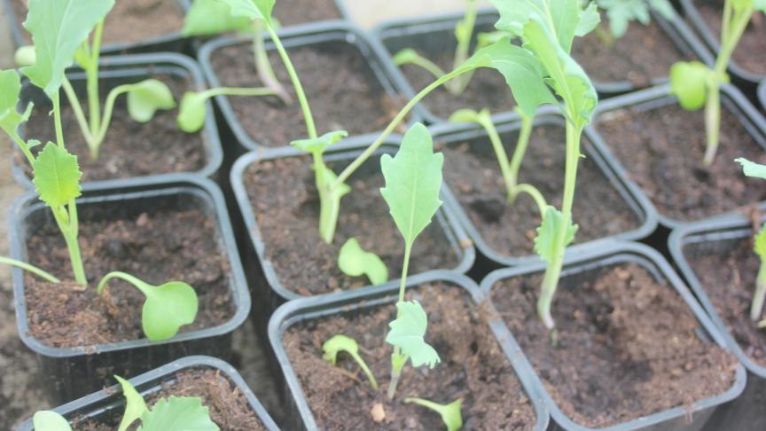 Ne semons que de petites quantités de plants à la fois pour ne pas être débordé lors de la récolte.